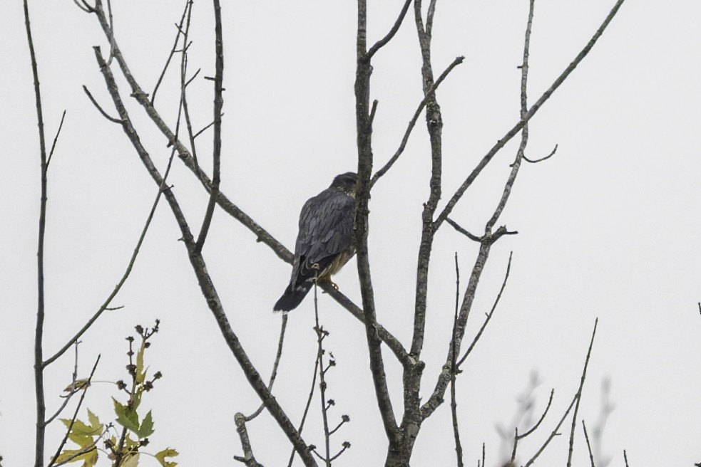 Хайргууна шонхор - ML644725007