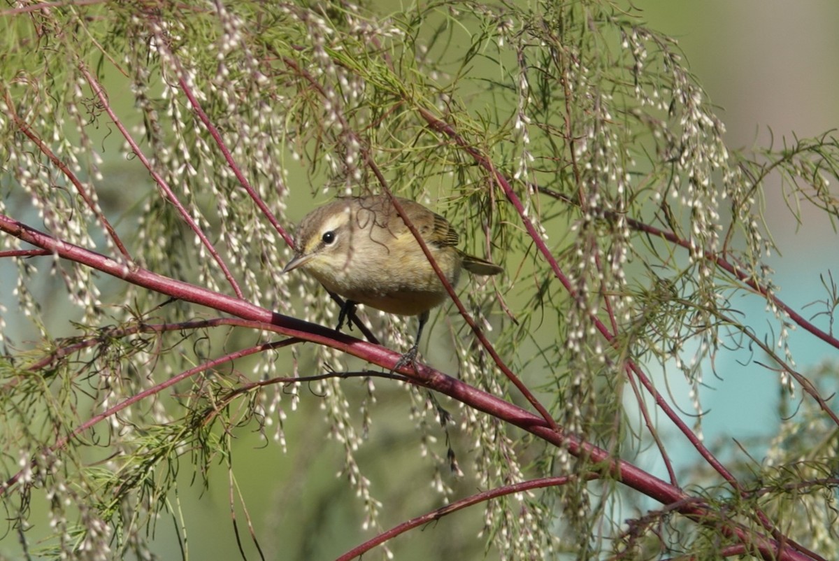 Palm Warbler - ML644725008