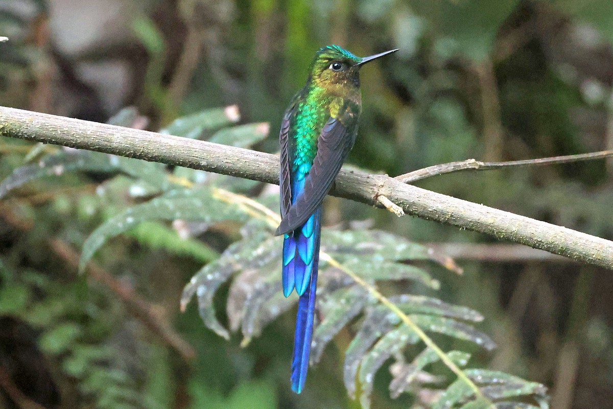 Violet-tailed Sylph - ML644725009