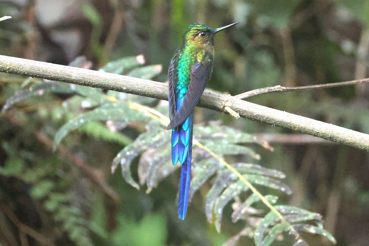 Violet-tailed Sylph - ML644725010