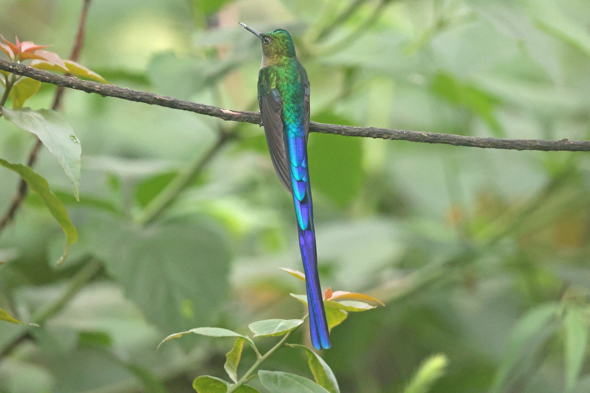 Violet-tailed Sylph - ML644725011