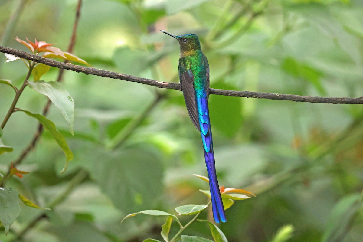 Violet-tailed Sylph - ML644725012