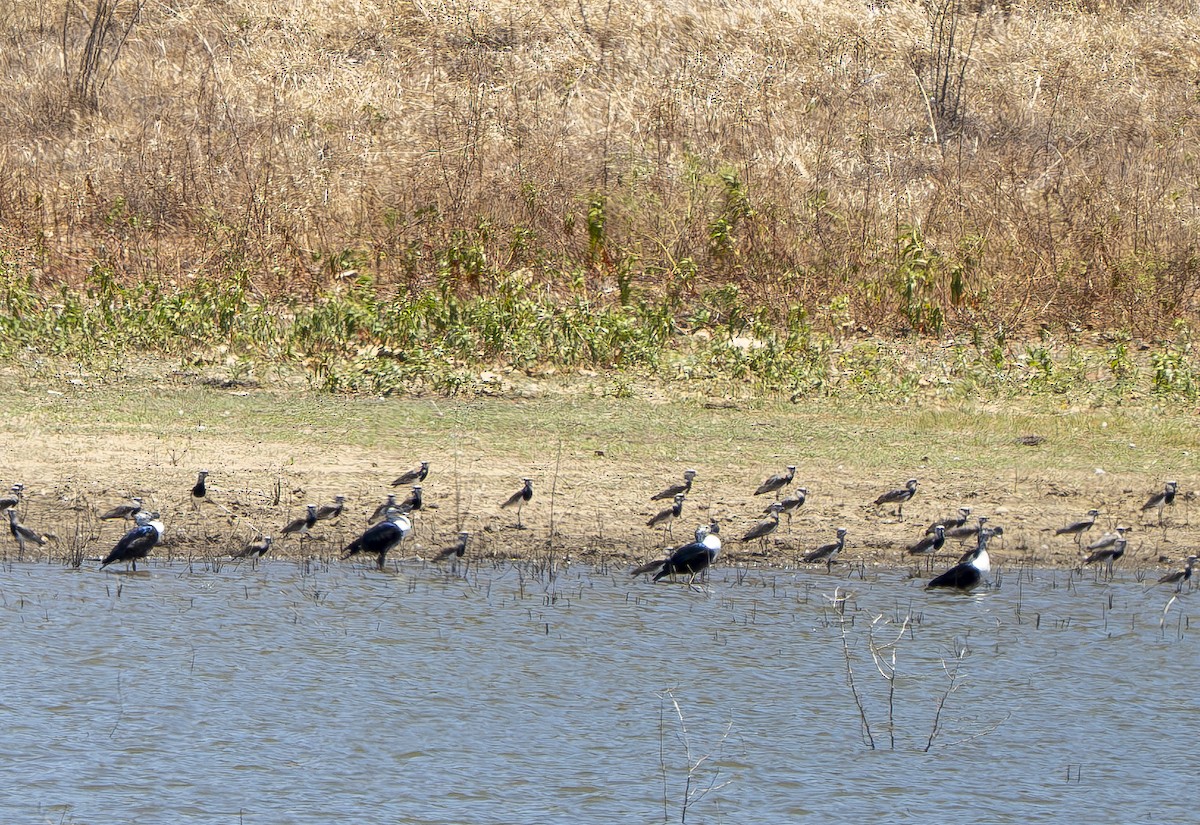 Comb Duck - ML644725013