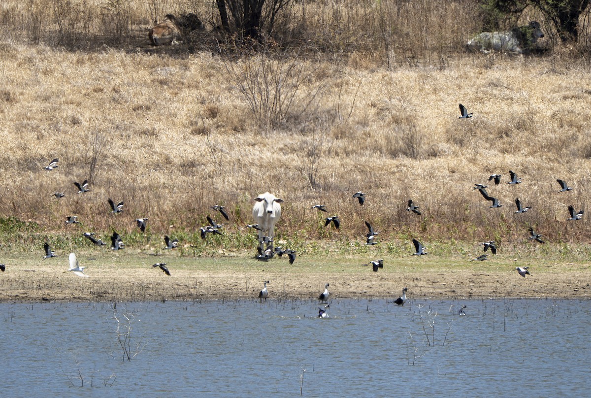 Comb Duck - ML644725014