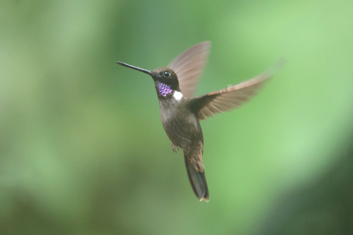 Brown Inca - ML644725015