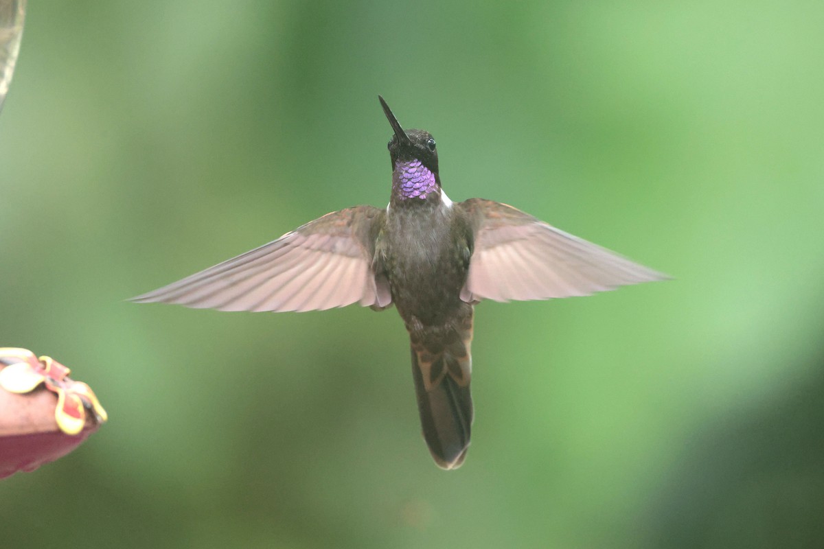 Brown Inca - ML644725016