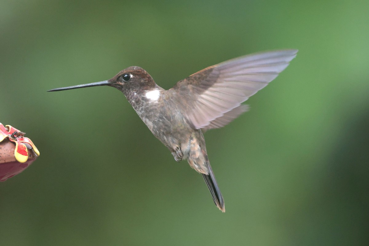 Brown Inca - ML644725017