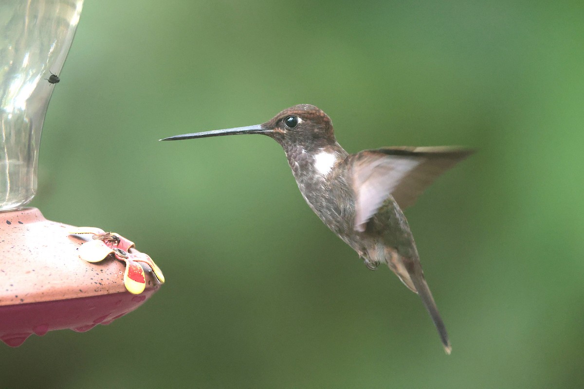 Brown Inca - ML644725018
