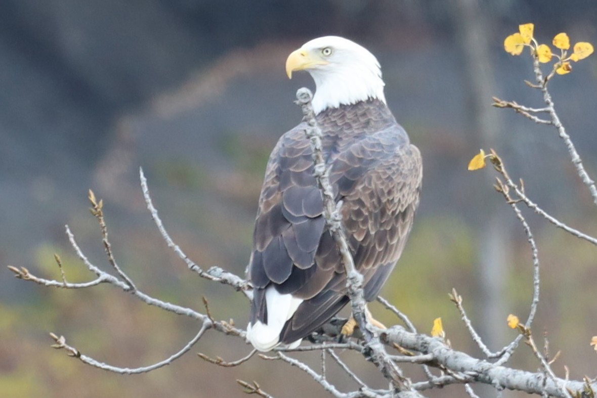 Bald Eagle - ML644725019
