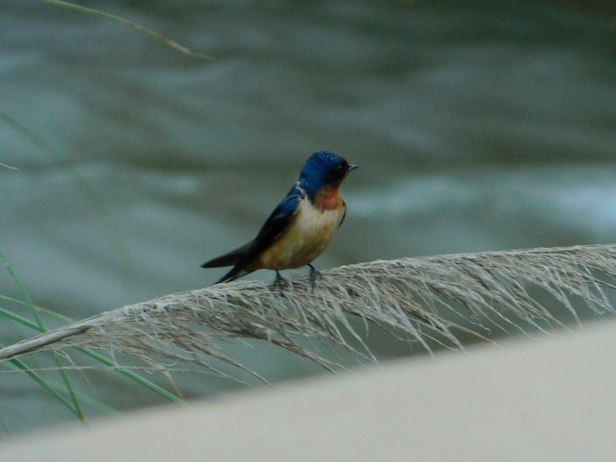 Асрын хараацай - ML644725023