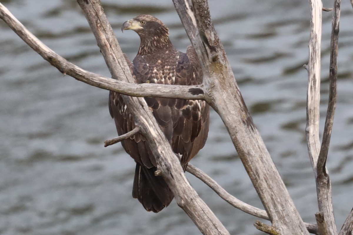 Bald Eagle - ML644725024