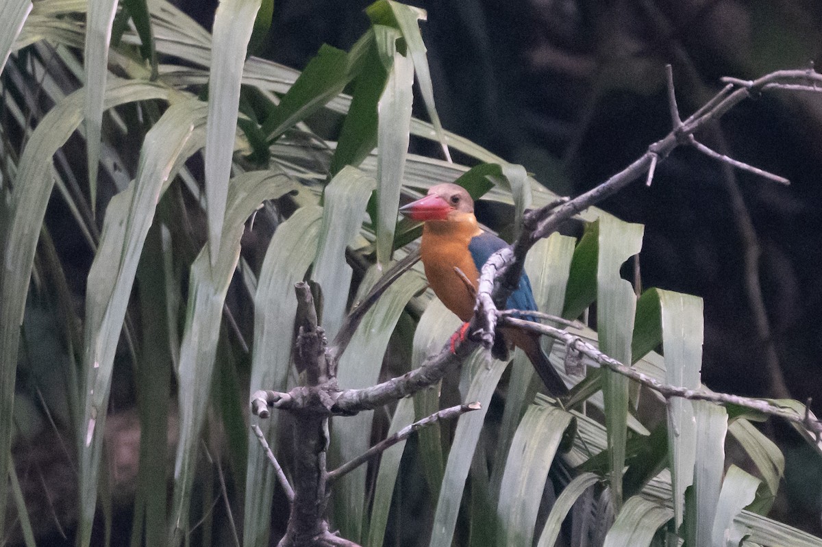 Stork-billed Kingfisher - ML644725025