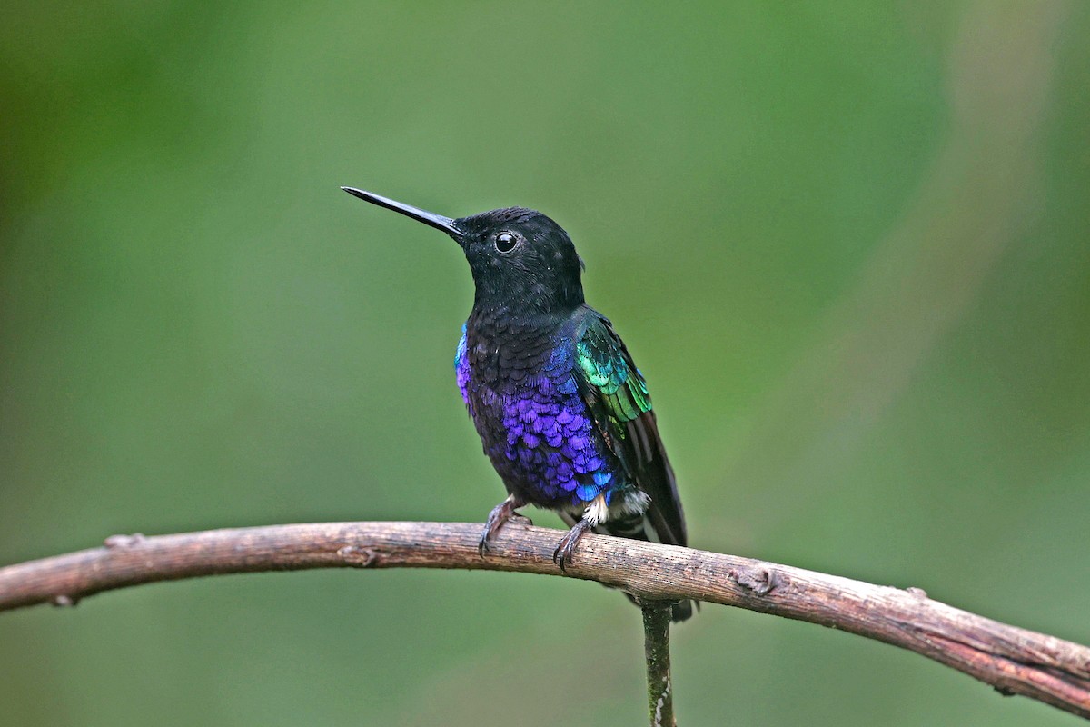 Velvet-purple Coronet - ML644725027