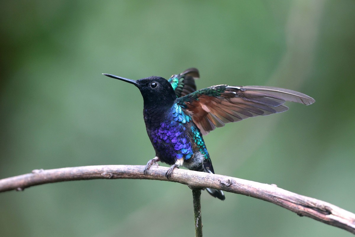 Velvet-purple Coronet - ML644725028