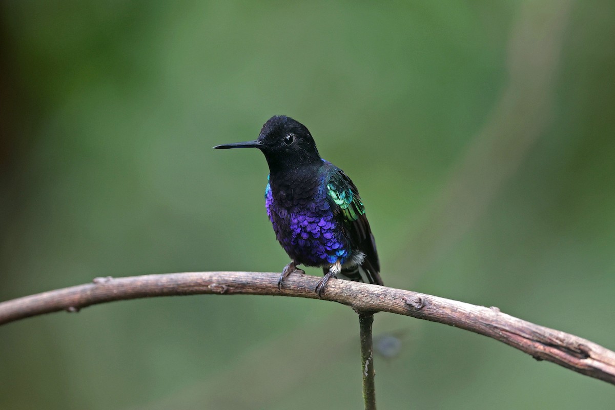 Velvet-purple Coronet - ML644725029