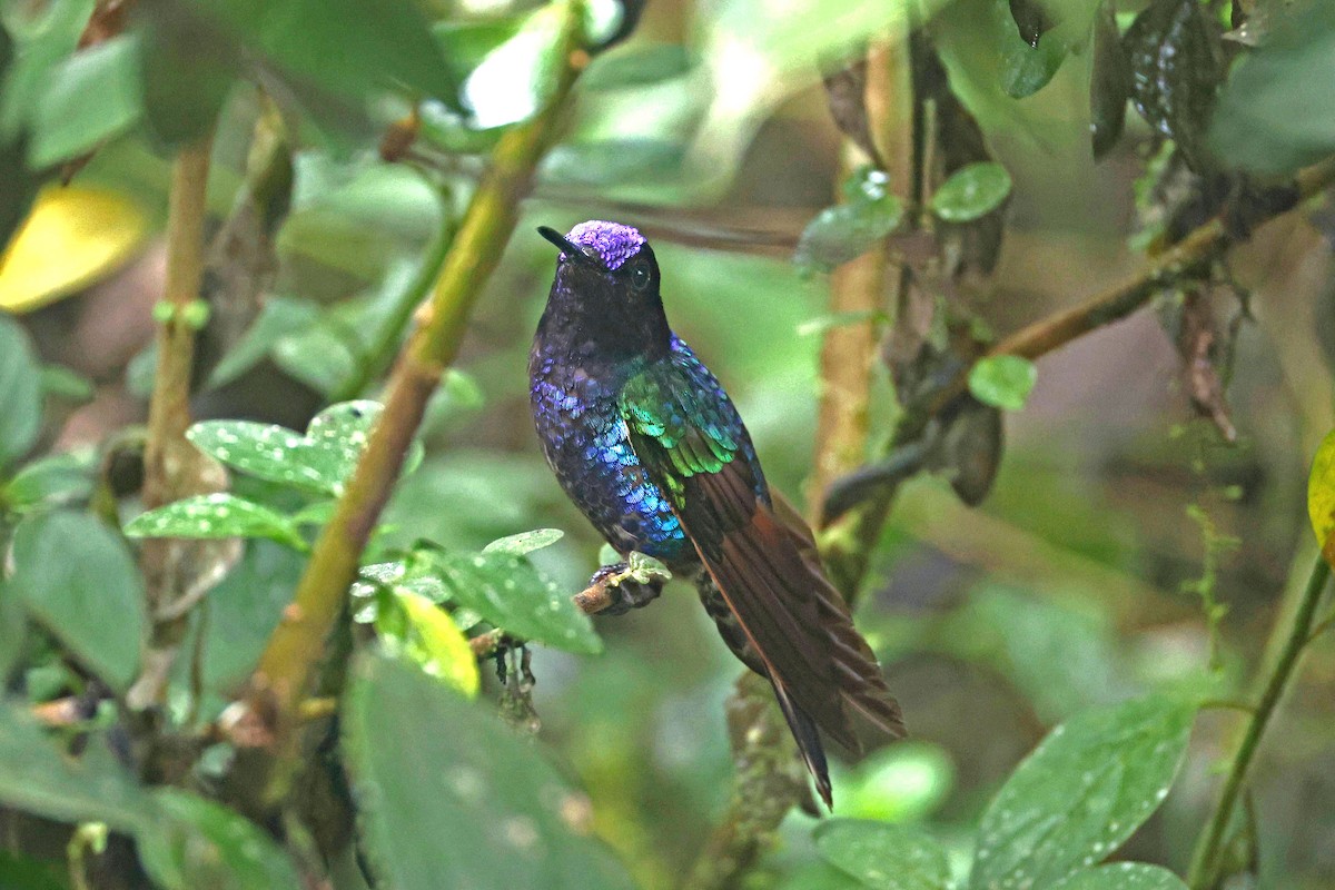 Velvet-purple Coronet - ML644725030