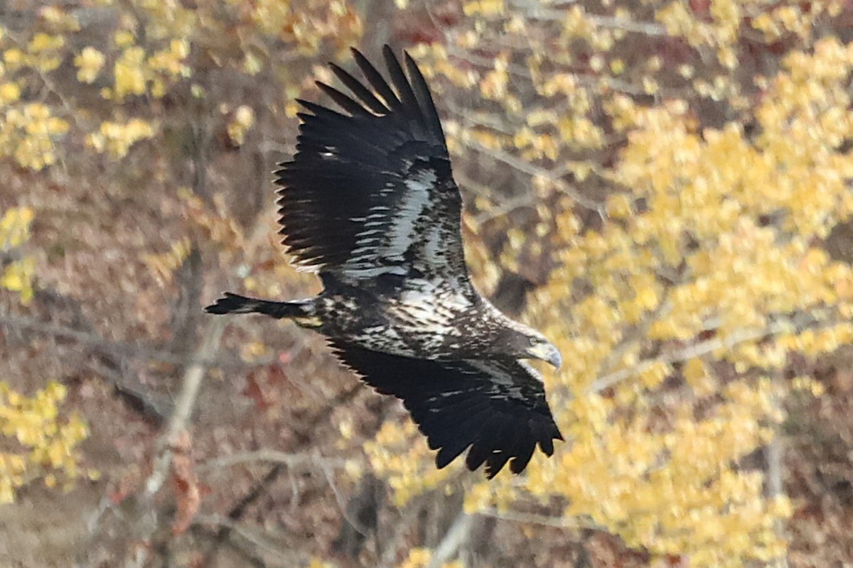 Bald Eagle - ML644725031