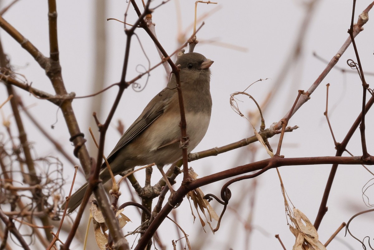 Dark-eyed Junco - ML644725032