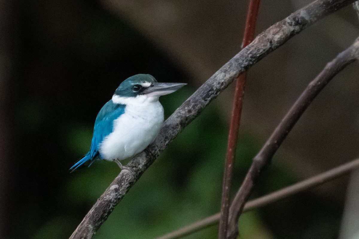 Collared Kingfisher - ML644725033