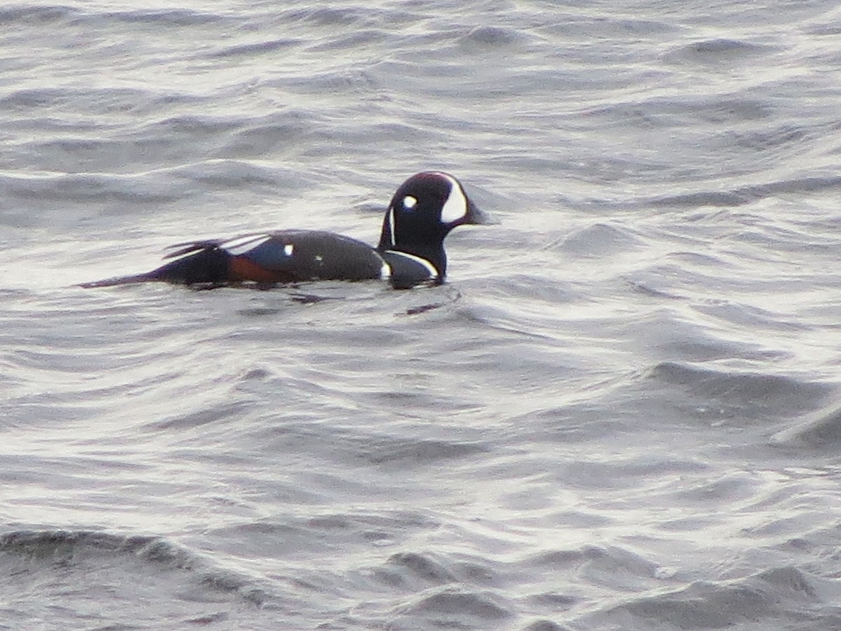 Хотгуужин чөрх - ML644725035