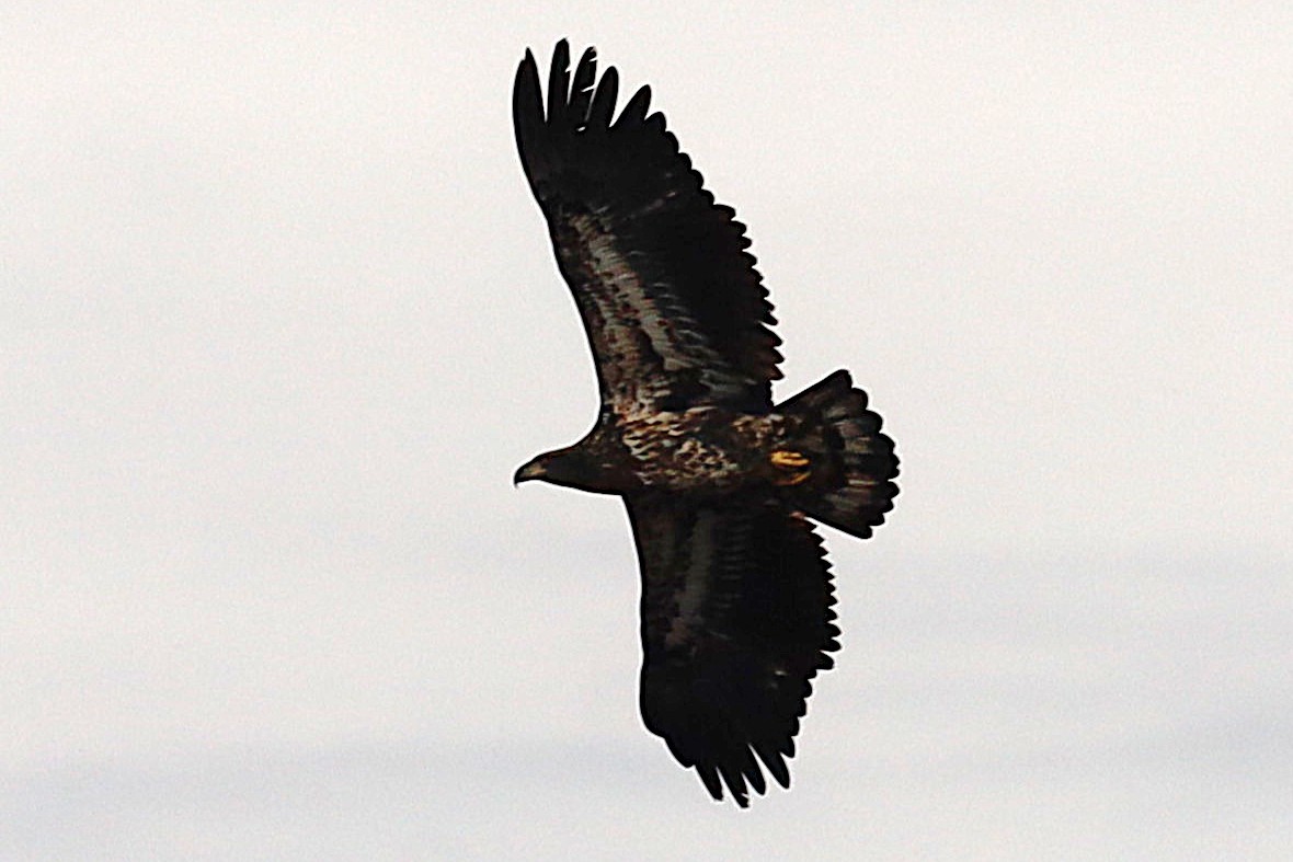 Bald Eagle - ML644725036