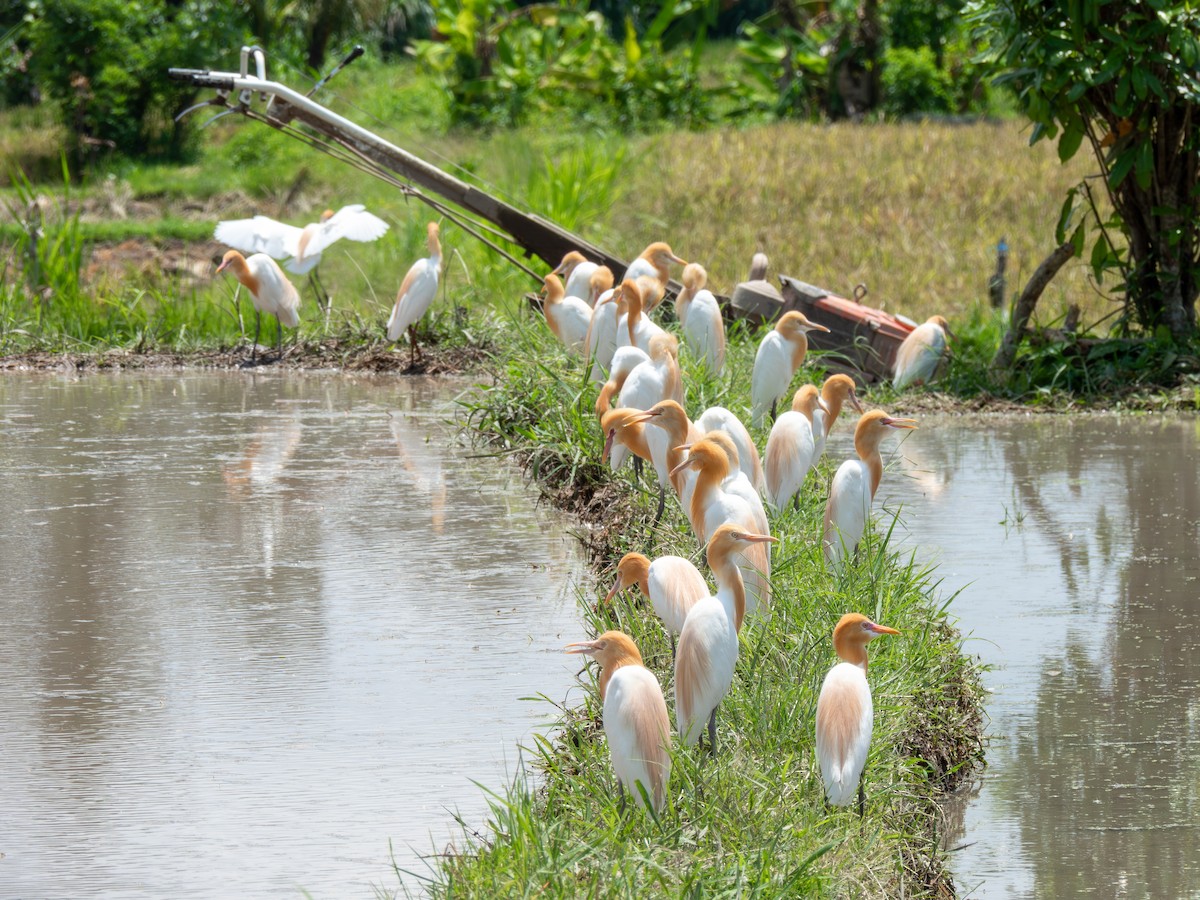 Eastern Cattle-Egret - ML644725038