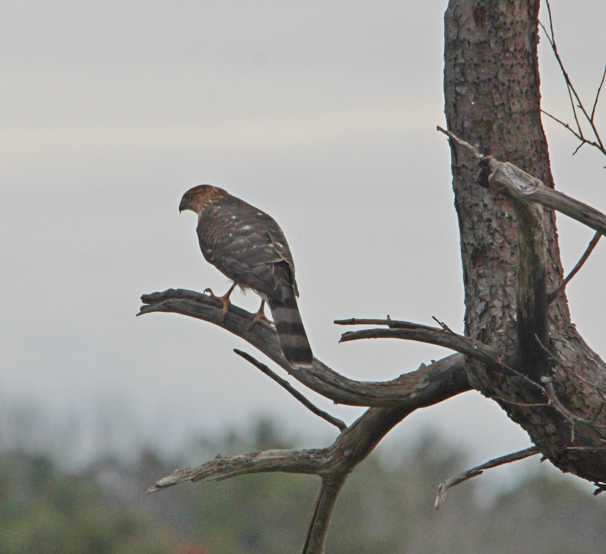 Cooper's Hawk - ML644725043