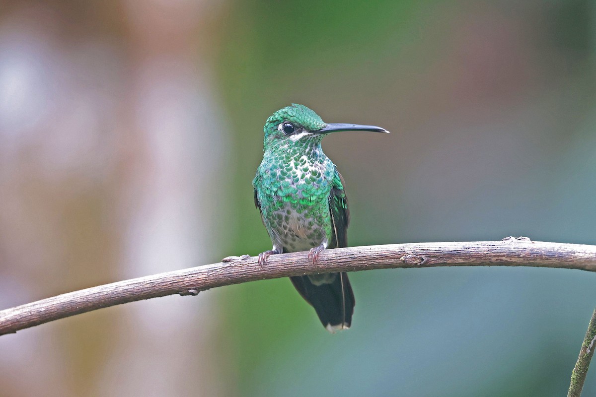 Green-crowned Brilliant - ML644725056