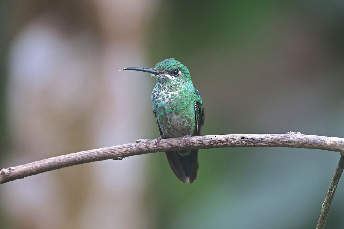 Green-crowned Brilliant - ML644725057