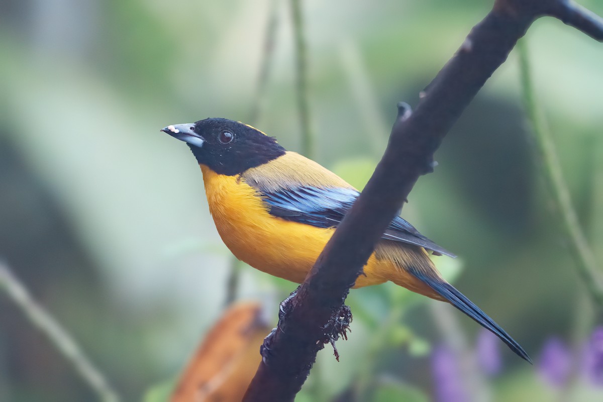Black-chinned Mountain Tanager - ML644725065