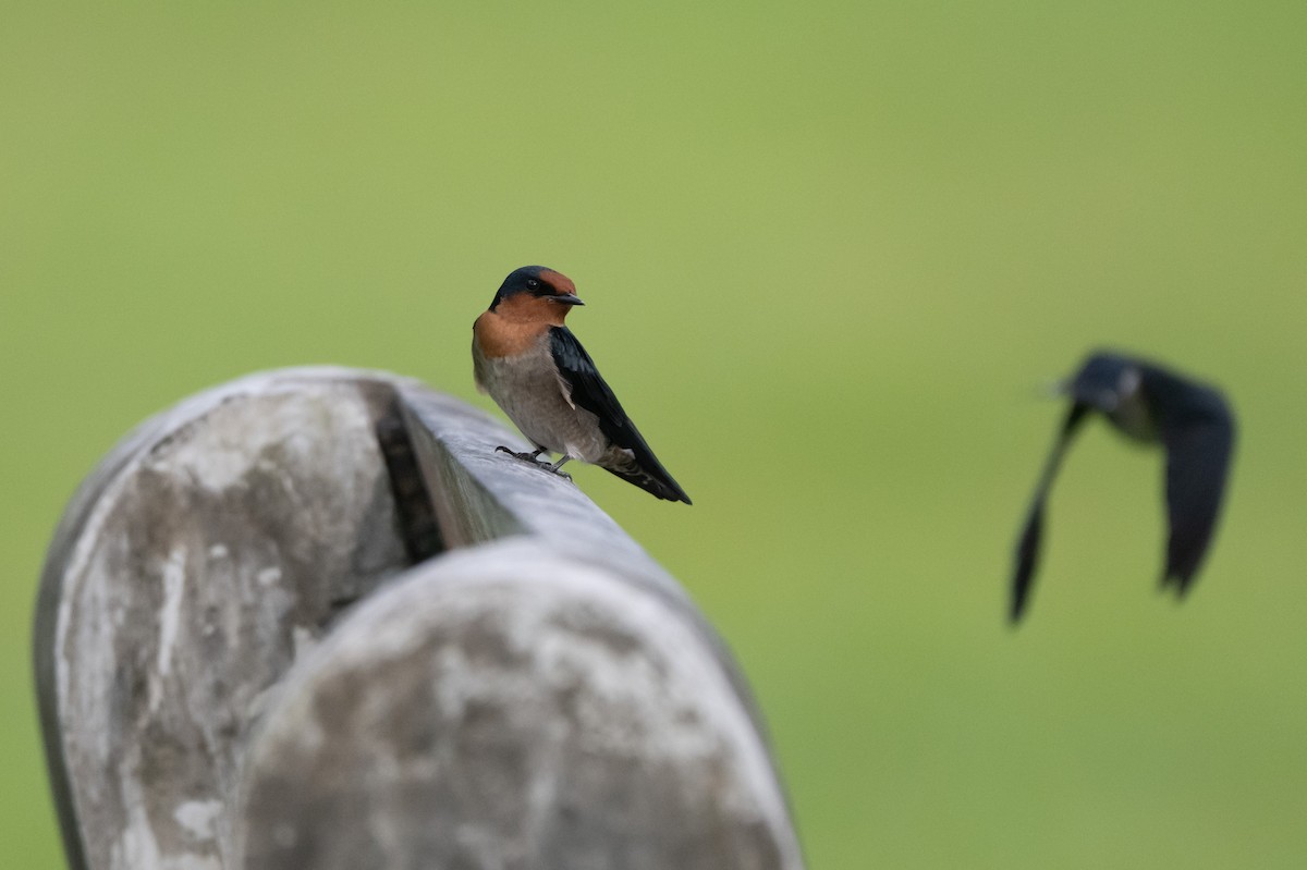 Pacific Swallow - ML644725080