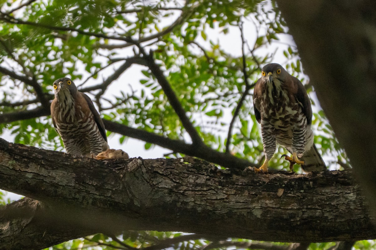 Crested Goshawk - ML644725086