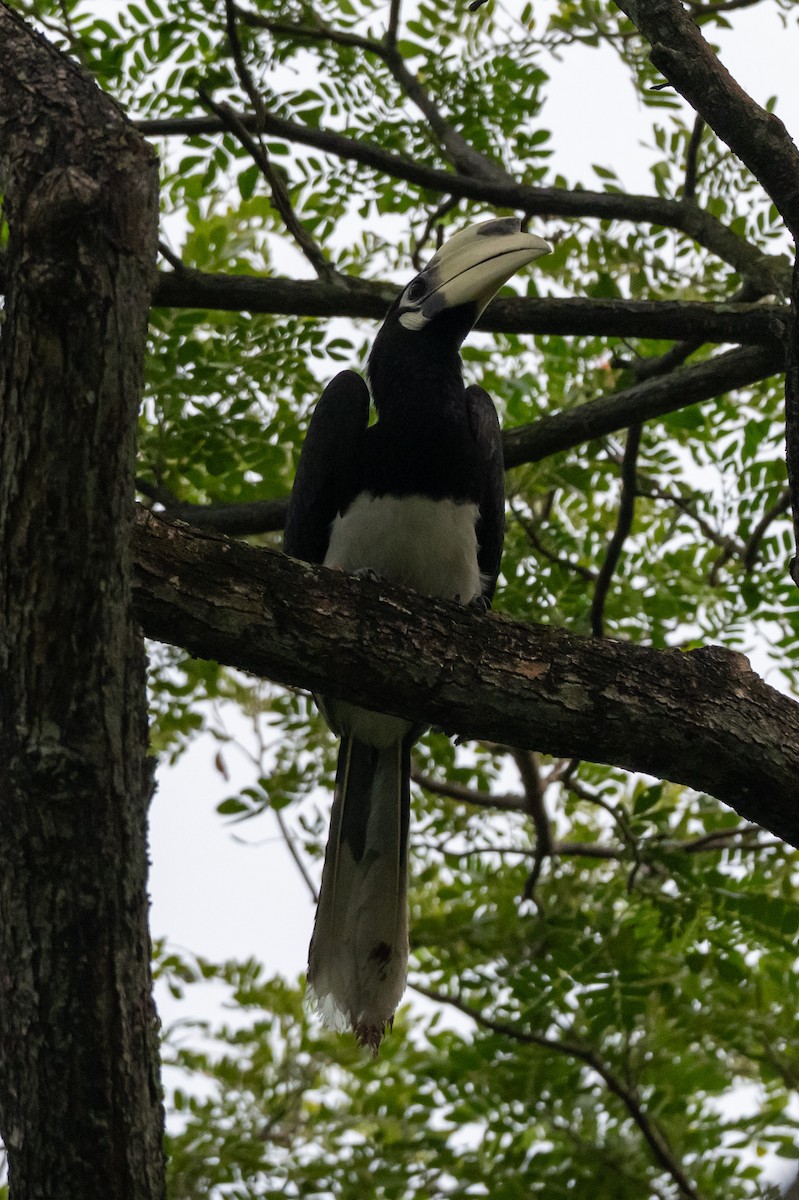 キタカササギサイチョウ - ML644725090