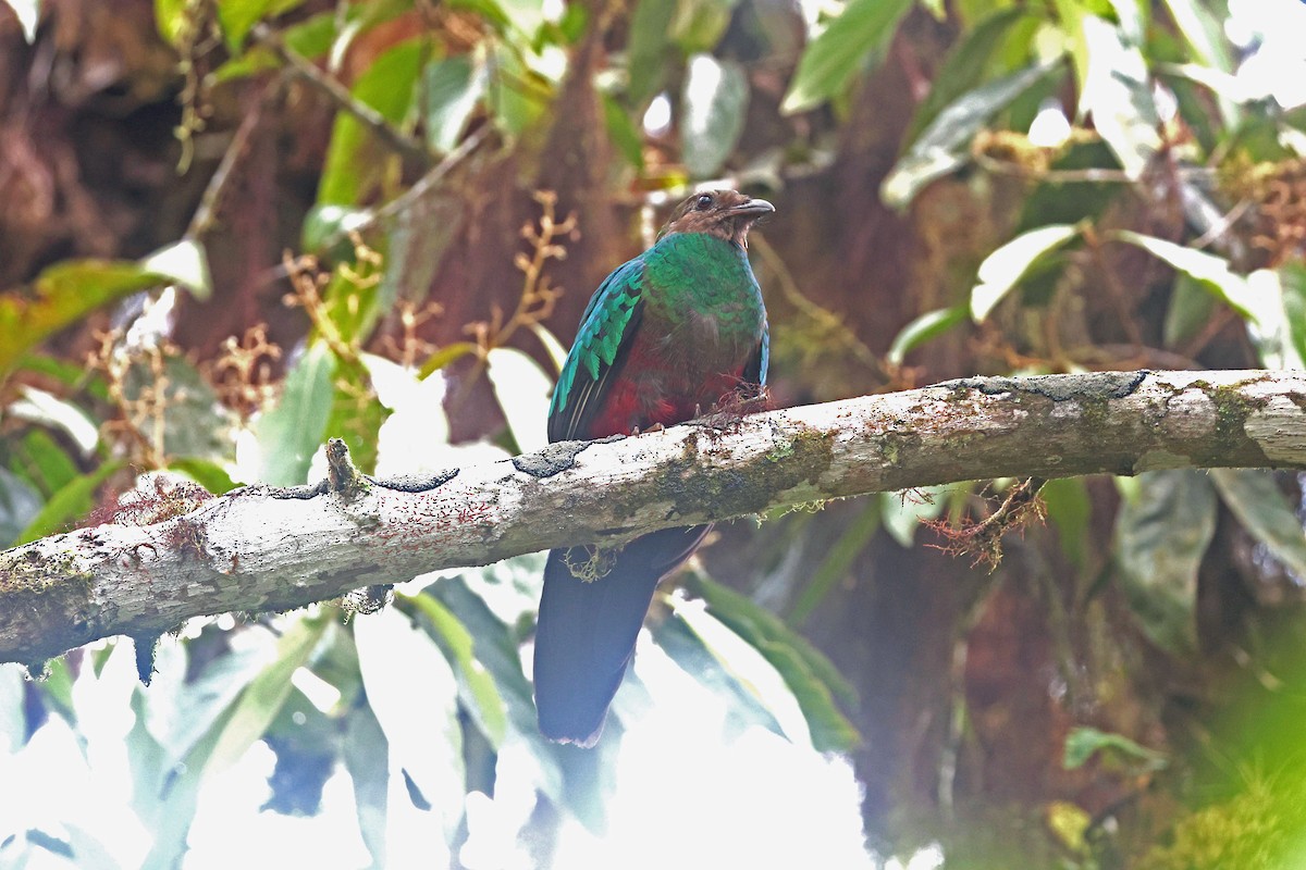 Golden-headed Quetzal - ML644725091