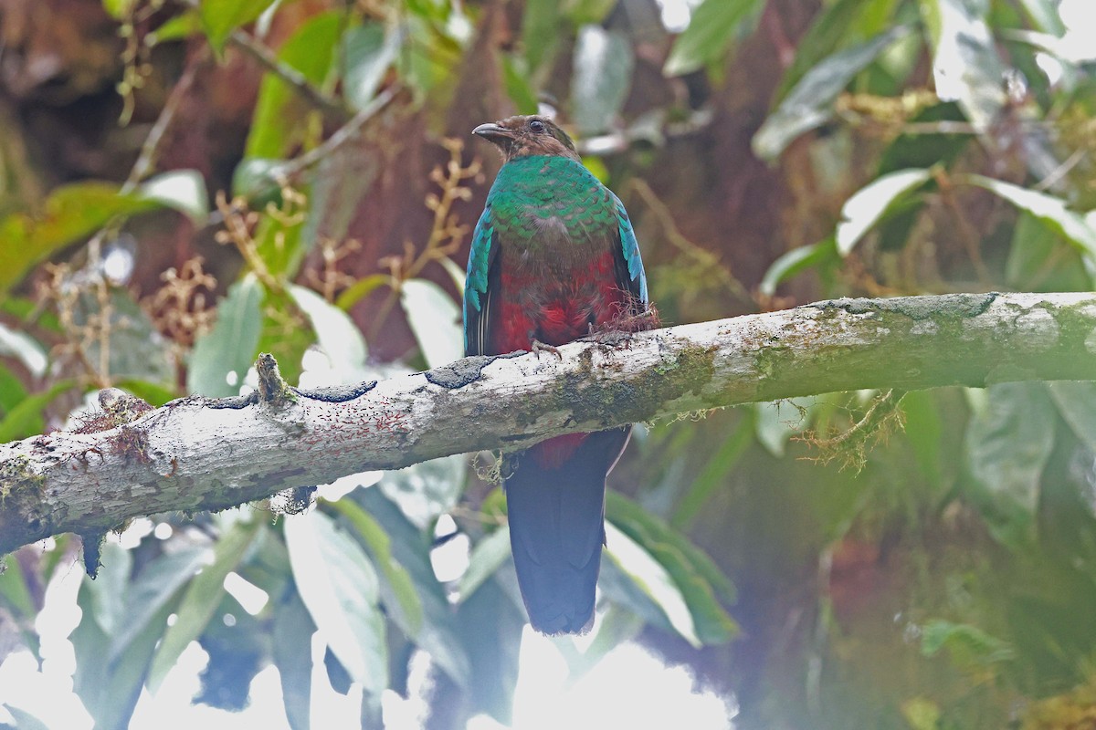 Golden-headed Quetzal - ML644725092
