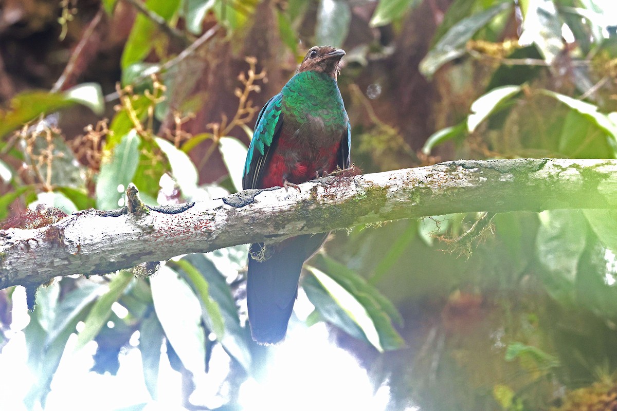 Golden-headed Quetzal - ML644725094