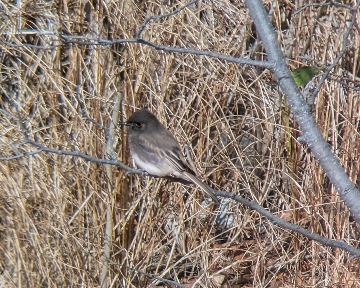 Black Phoebe - ML644725101