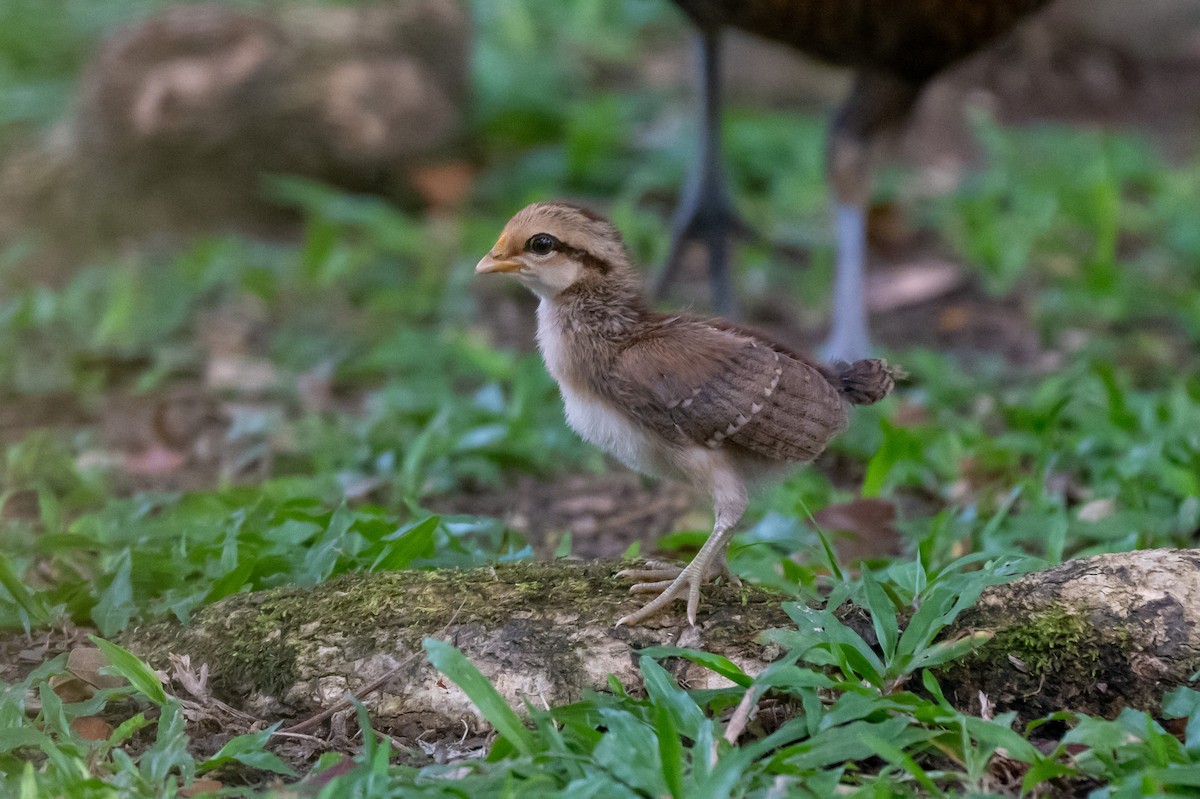 Red Junglefowl - ML644725103