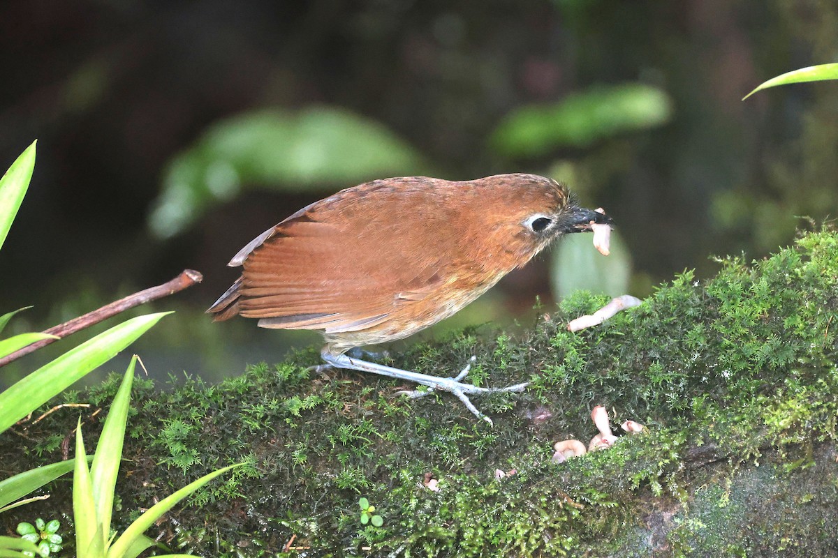 Yellow-breasted Antpitta - ML644725119
