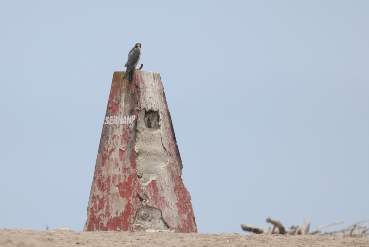 sokol stěhovavý - ML644725126