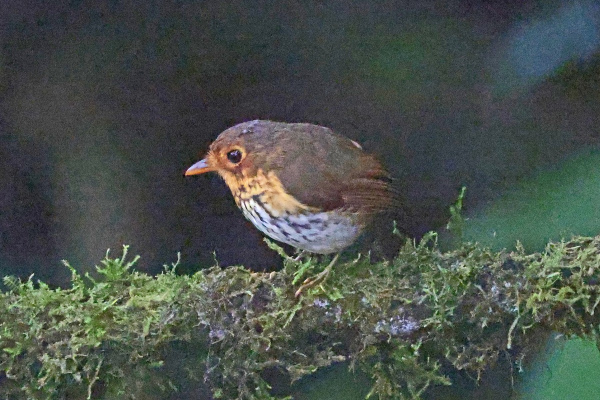 Ochre-breasted Antpitta - ML644725127