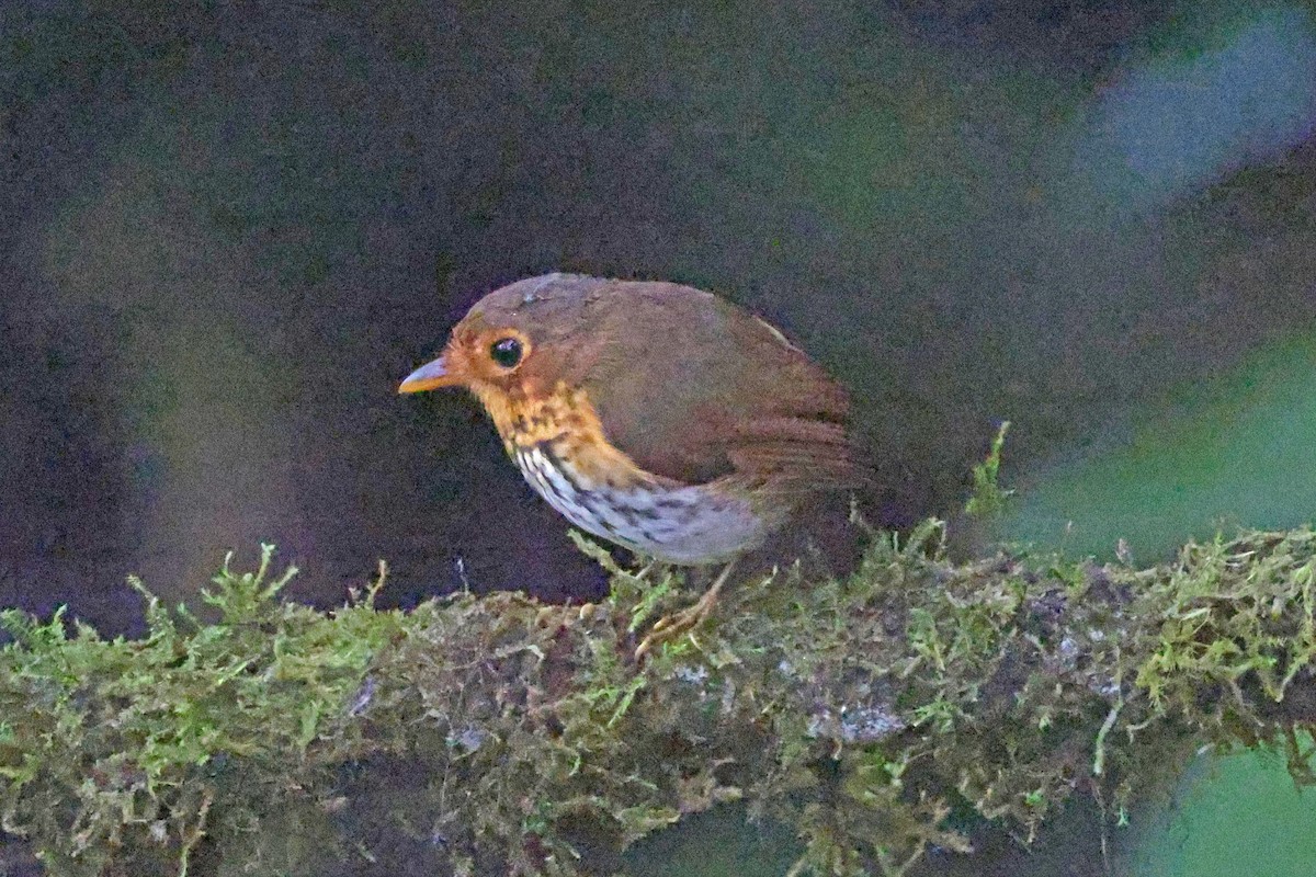 Ochre-breasted Antpitta - ML644725128