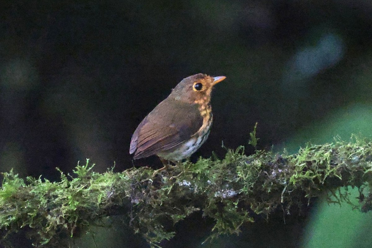 Ochre-breasted Antpitta - ML644725129