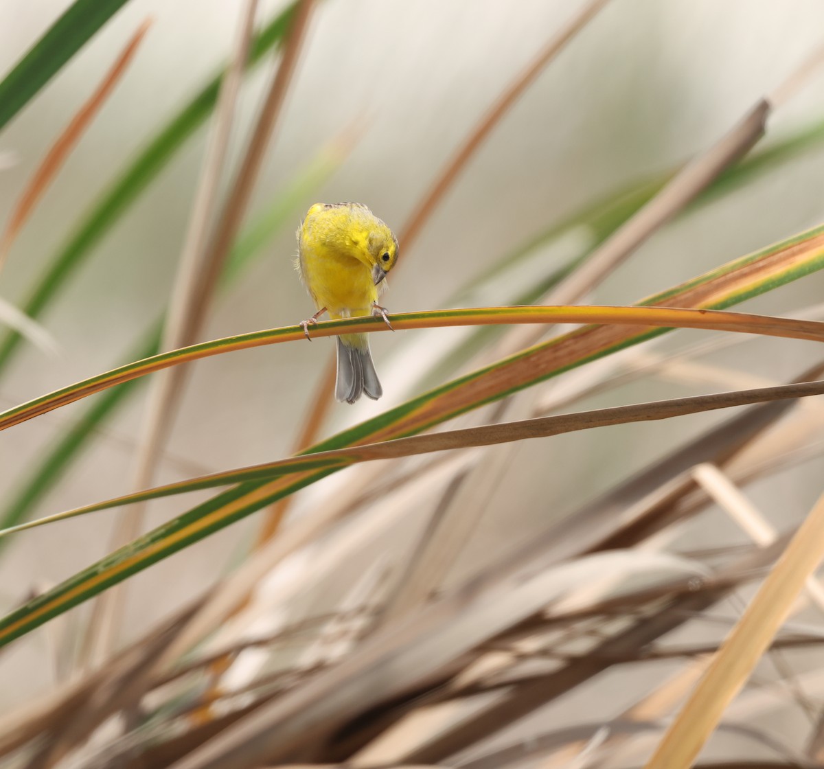 Kurzschnabel-Gilbtangare - ML644725136