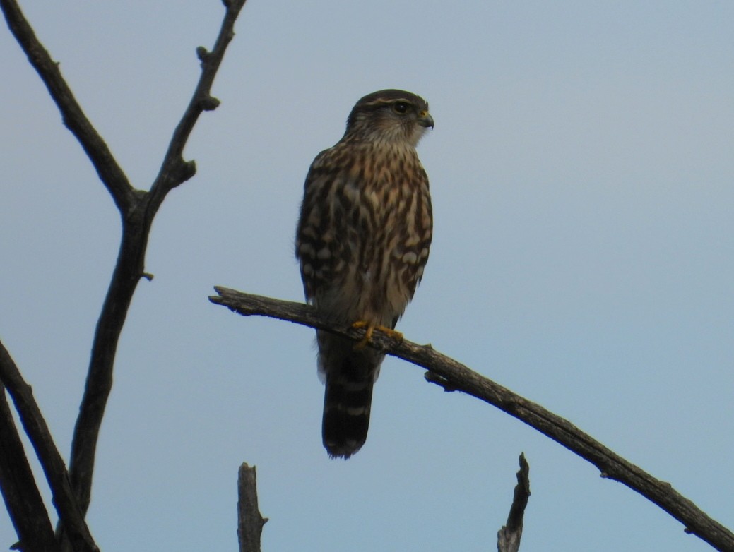 dřemlík tundrový - ML644725138