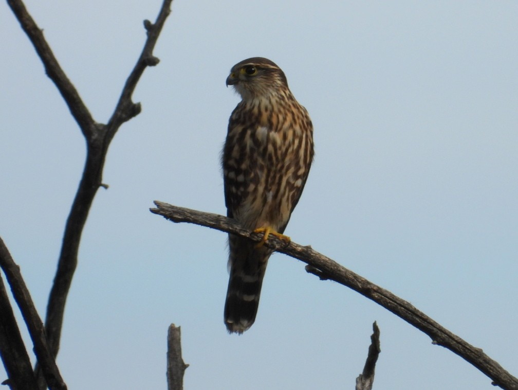 dřemlík tundrový - ML644725139