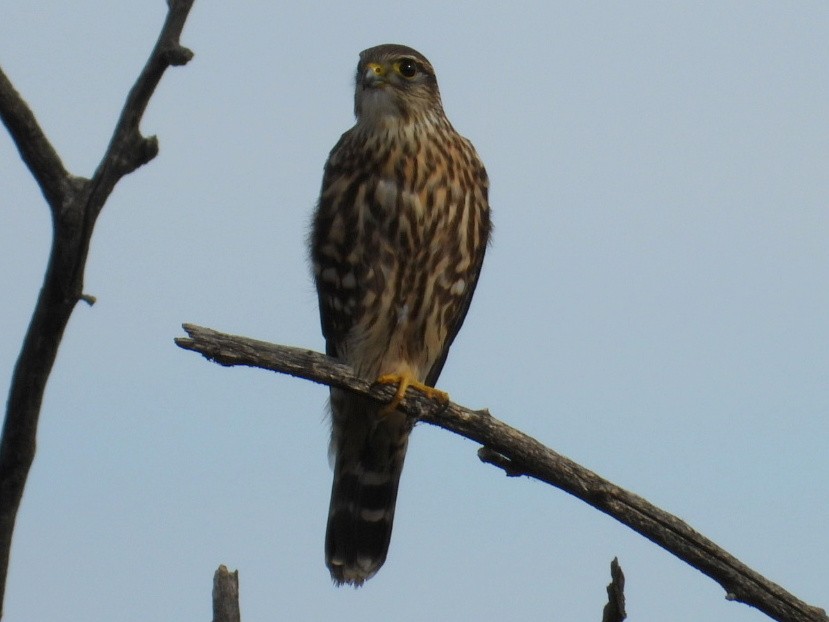 dřemlík tundrový - ML644725140