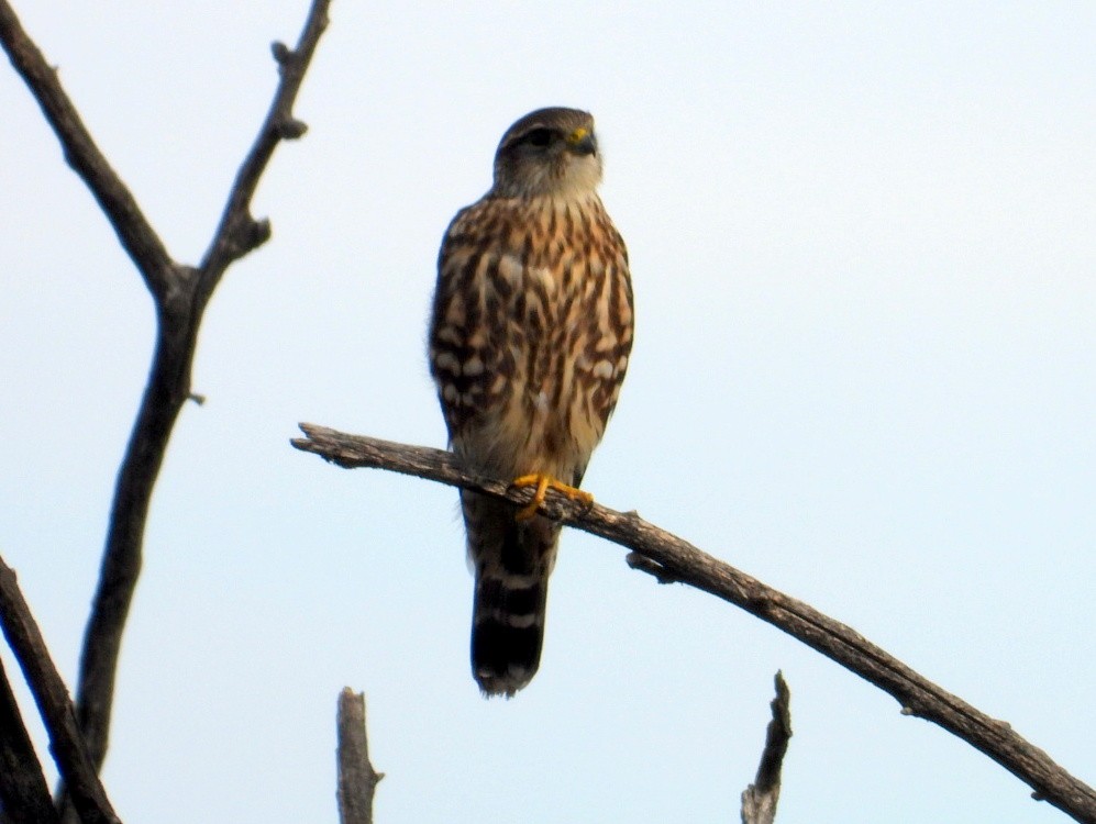 dřemlík tundrový - ML644725141