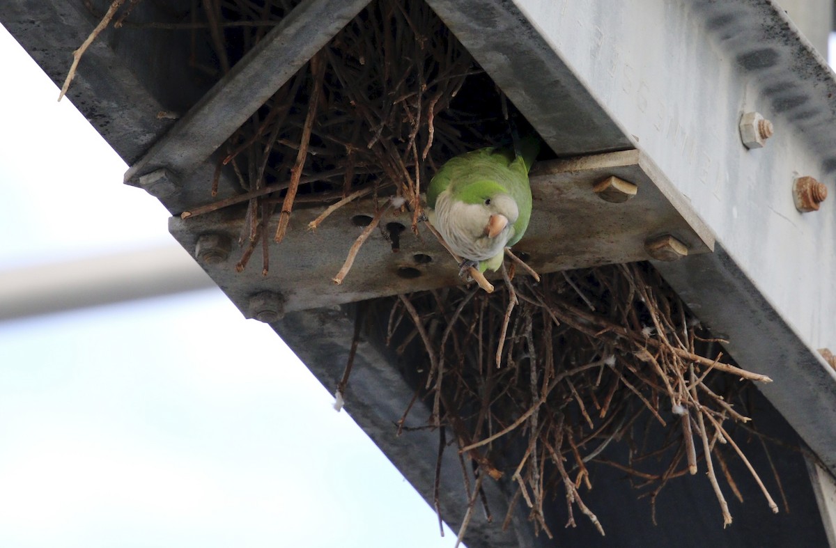 mníšek šedý - ML644725145