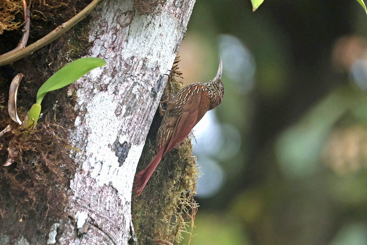 Montane Woodcreeper - ML644725147